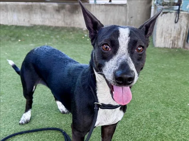 A young small-sized male Parson Russell Terrier dog named Marvin for adoption in Los Angeles, CA
