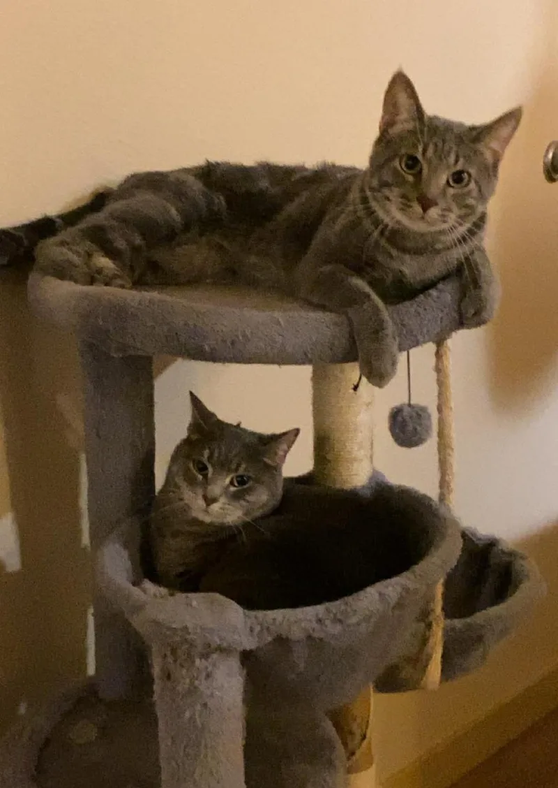 An adult large-sized female Tabby (Gray / Blue / Silver) Domestic Short Hair cat named Nova for adoption in Reeseville, WI