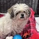 A senior small-sized female Gray / Blue / Silver Shih Tzu dog named Kathi for adoption in Ramona, CA