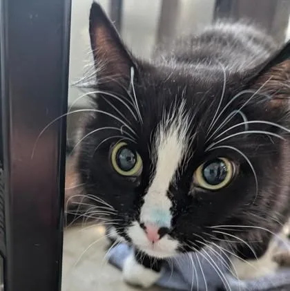 A young medium-sized female Black & White / Tuxedo Domestic Long Hair cat named Mighty Mittens for adoption in Dubuque, IA