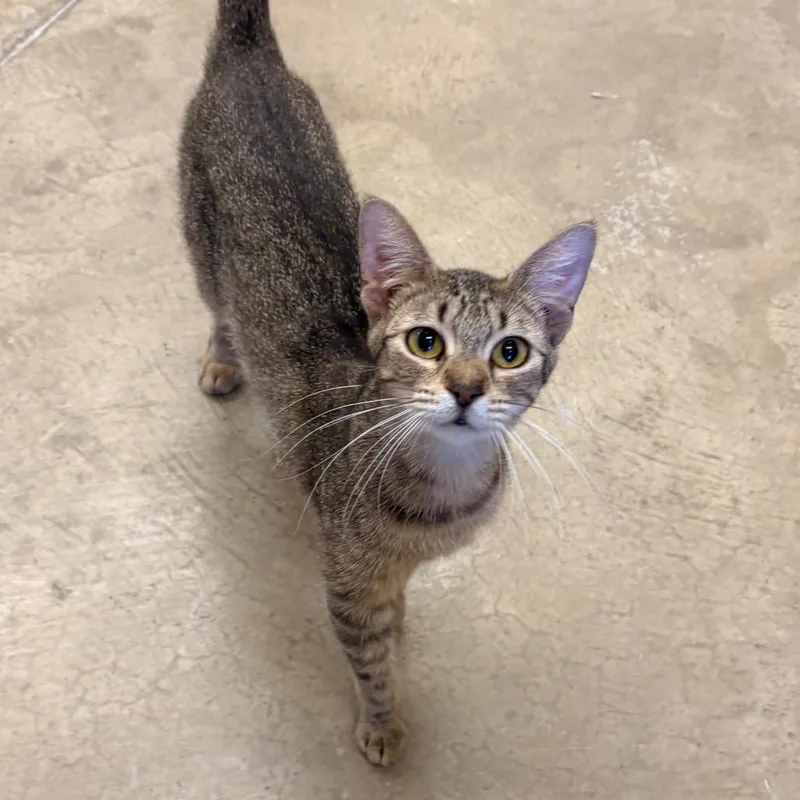 An adult medium-sized female Brown / Chocolate Domestic Short Hair cat named Tigress for adoption in Wickenburg, AZ