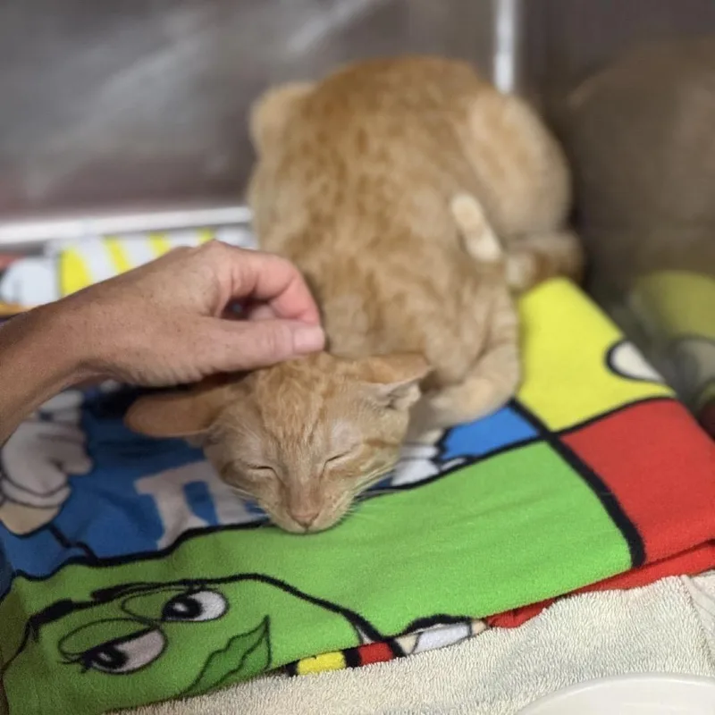 A baby medium-sized male Orange / Red Domestic Short Hair cat named Eskimo for adoption in Lauderhill, FL