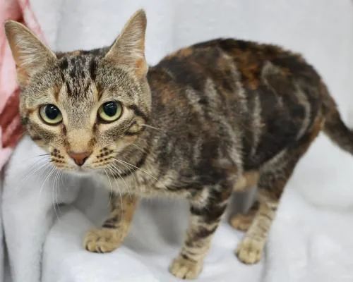 An adult medium-sized female Domestic Short Hair cat named Brownie for adoption in Thief River Falls, MN