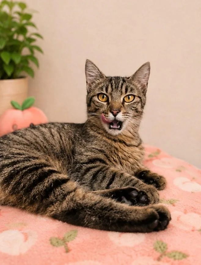 A young medium-sized female Domestic Short Hair cat named Katy Purrry for adoption in Douglasville, GA