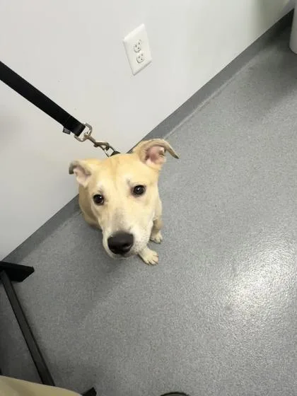 A baby medium-sized female Mixed Breed dog named Corn for adoption in West Chester, PA
