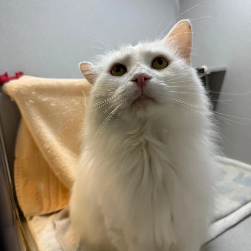 A senior large-sized male White Domestic Long Hair cat named Casper for adoption in Pittsburgh, PA
