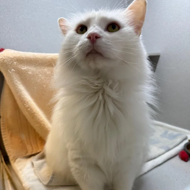 Casper thumbnail 2
