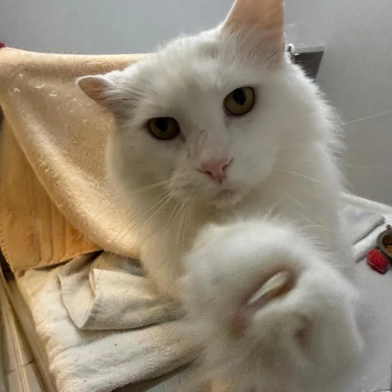 Casper thumbnail 3