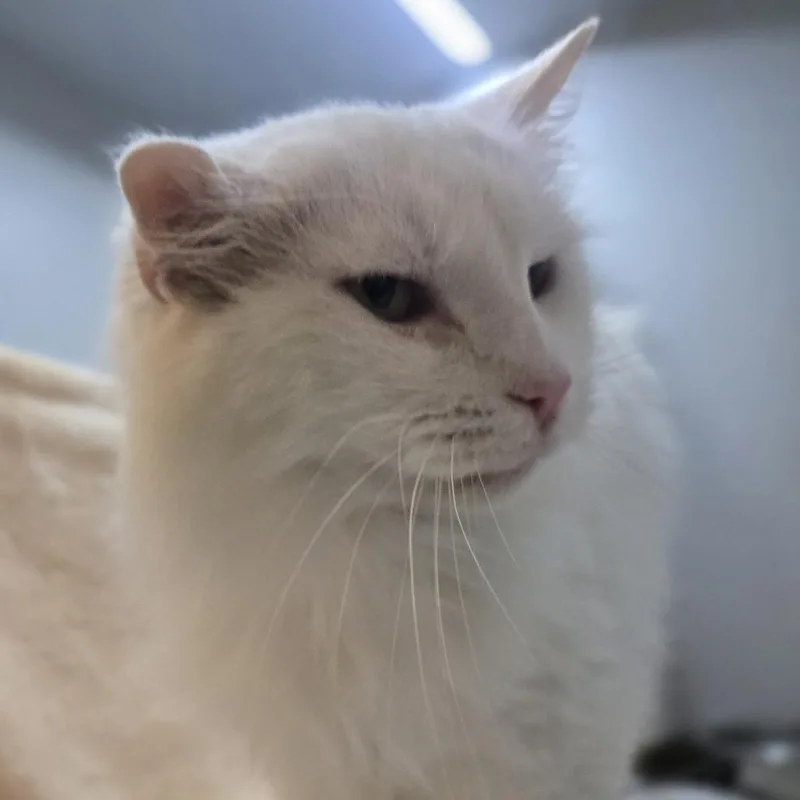 Casper thumbnail 4