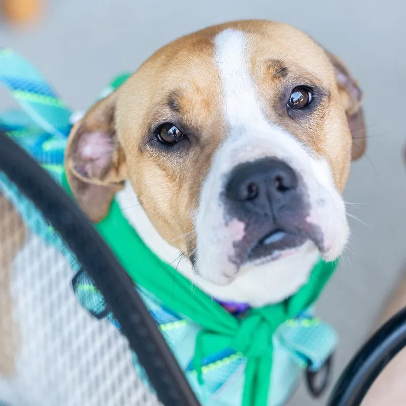 Maebelle thumbnail 6