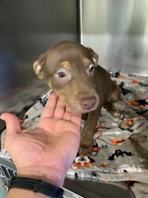 A baby small-sized male American Staffordshire Terrier dog named Mike D for adoption in Grand Prairie, TX