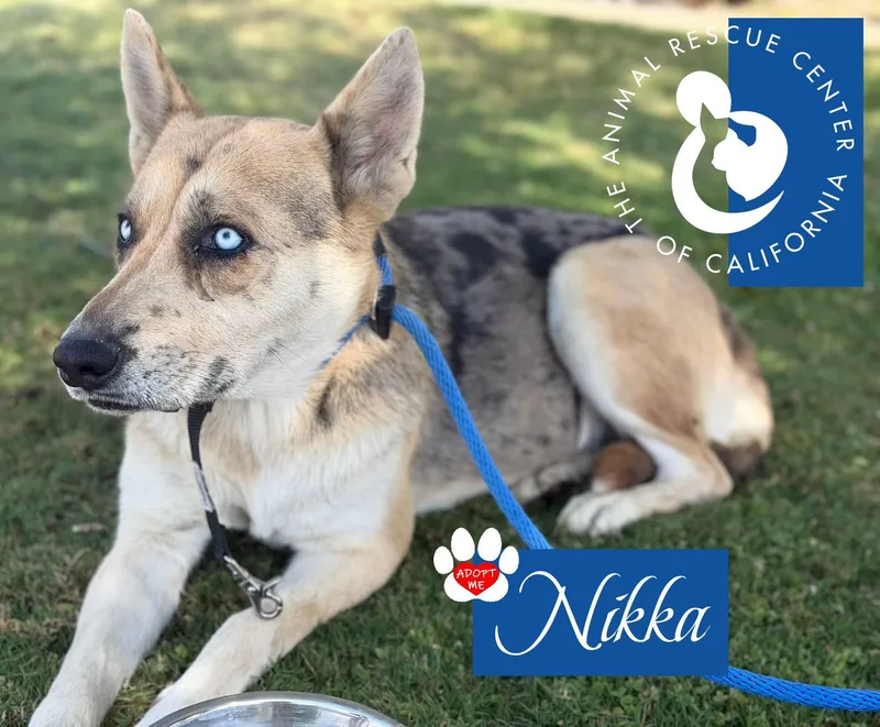 Nikka