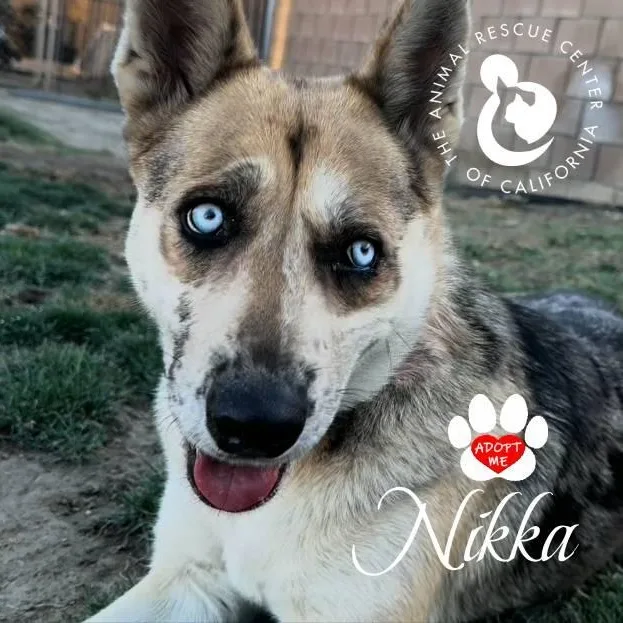 Nikka thumbnail 3