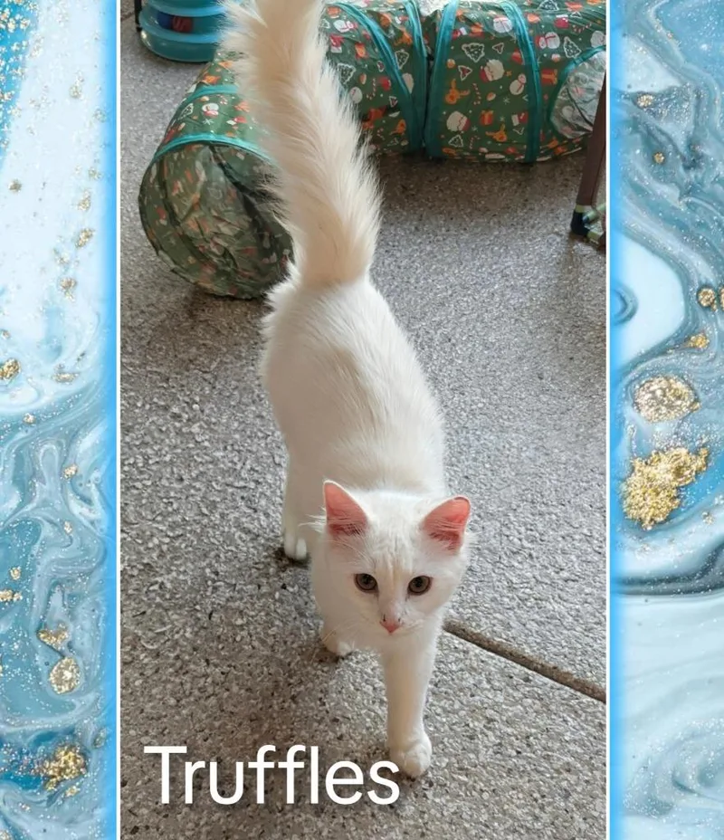 A baby medium-sized male Domestic Long Hair cat named Truffles for adoption in Grovetown, GA