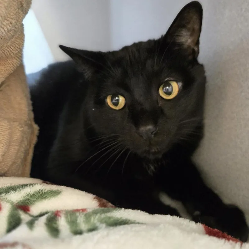 A senior extra large-sized male Domestic Short Hair cat named Izzy for adoption in Pittsburgh, PA