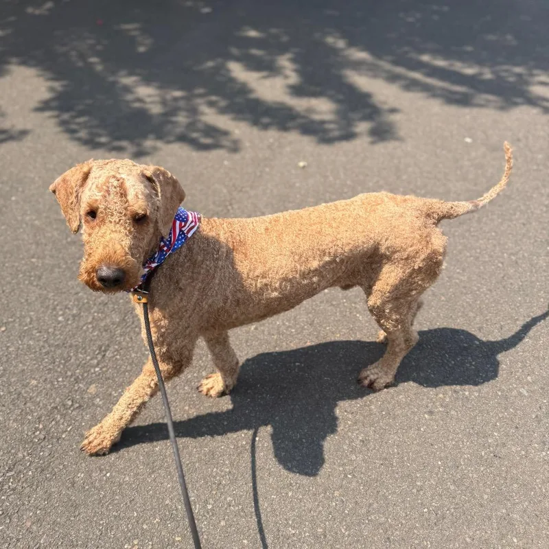 An adult medium-sized male Golden Standard Poodle dog named Gucci for adoption in Newberg, OR