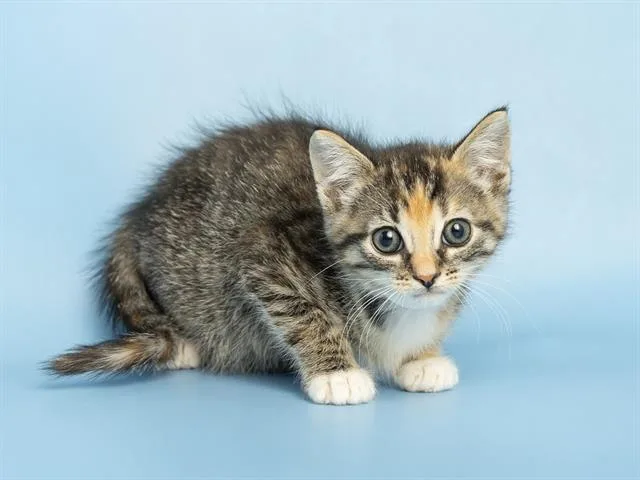A baby small-sized female Domestic Short Hair cat named Firecracker for adoption in Phoenix, AZ