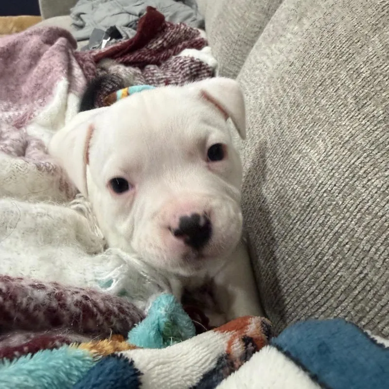 A baby small-sized male Pit Bull Terrier dog named Chip for adoption in Avon, OH