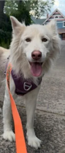 Nala