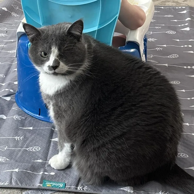 A senior small-sized female Gray / Blue / Silver Domestic Short Hair cat named Penny for adoption in Rochester, MN