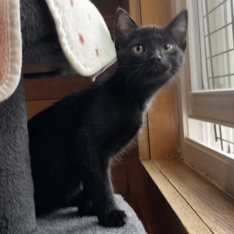 A baby small-sized male Black Domestic Short Hair cat named NCI Tennessee for adoption in Port Washington, NY