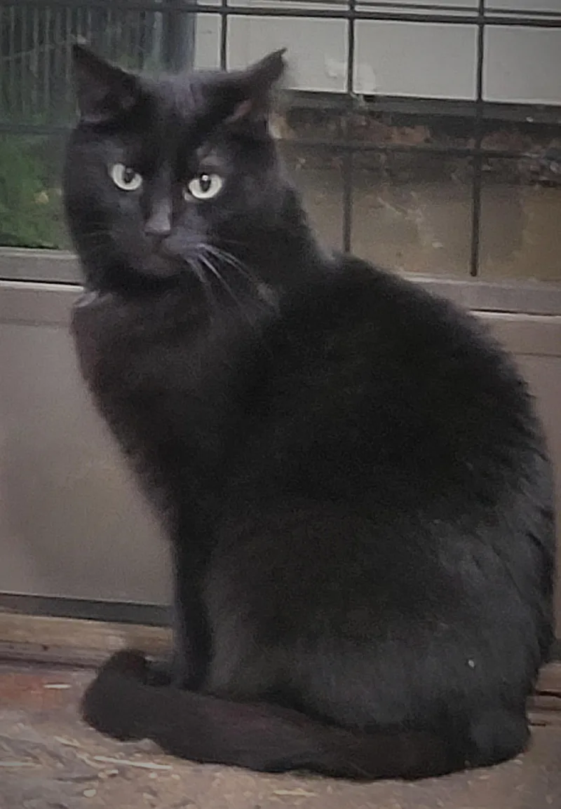 Drexel Wallflower Who Demands thumbnail 2