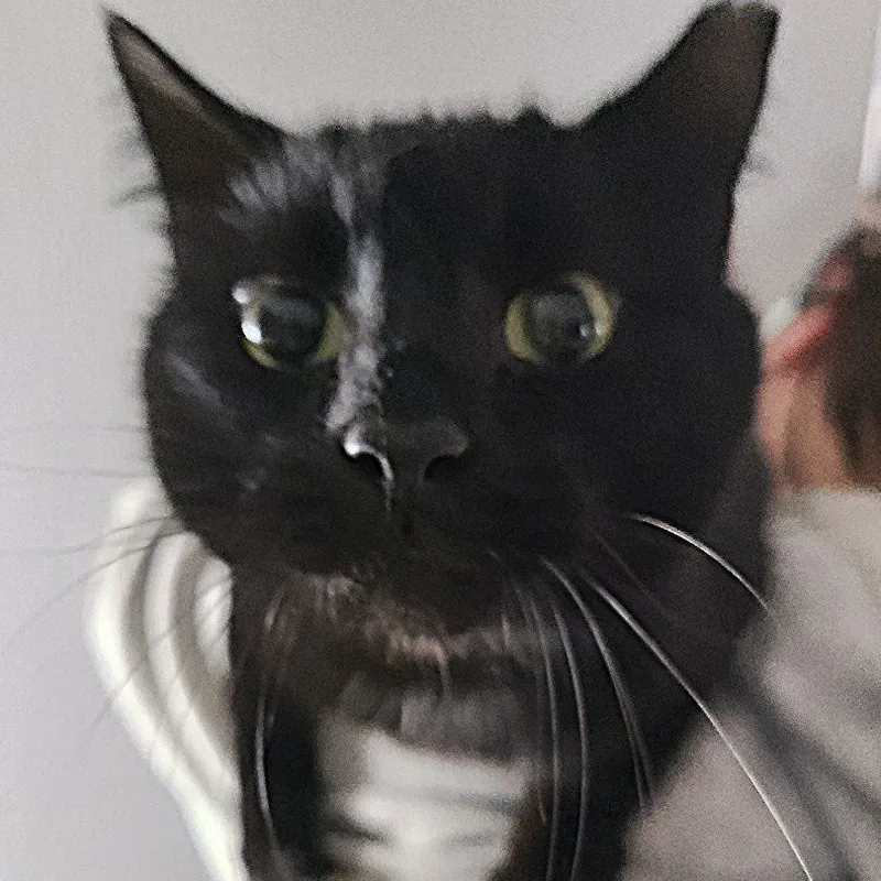 Drexel Wallflower Who Demands thumbnail 3