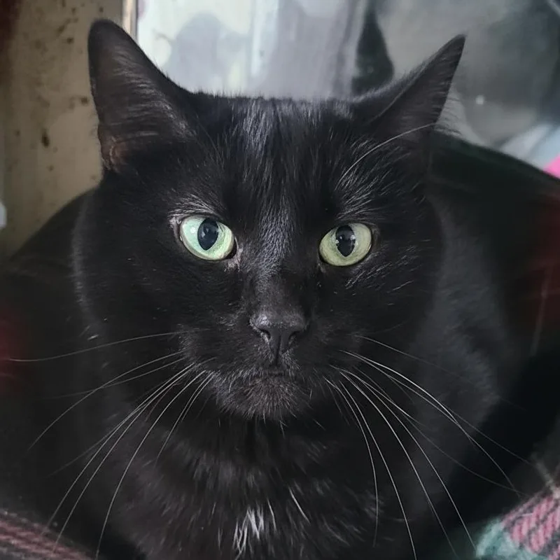 Drexel Wallflower Who Demands