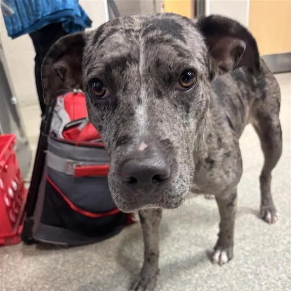 An adult medium-sized female Gray / Blue / Silver Mixed Breed dog named Robin for adoption in Jacksonville, FL