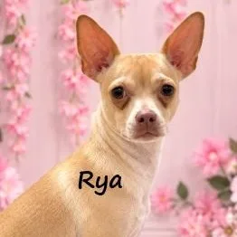 A young small-sized female Chihuahua dog named Rya for adoption in Aurora, NE