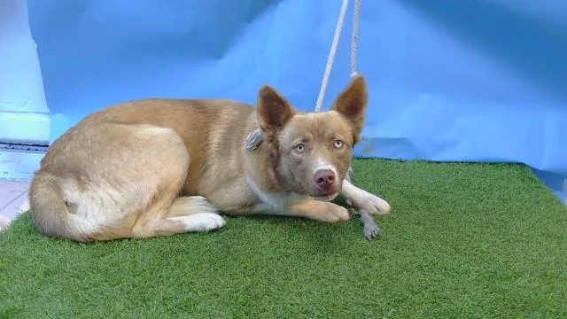 A young large-sized male Siberian Husky dog named Marcus for adoption in Gardena, CA