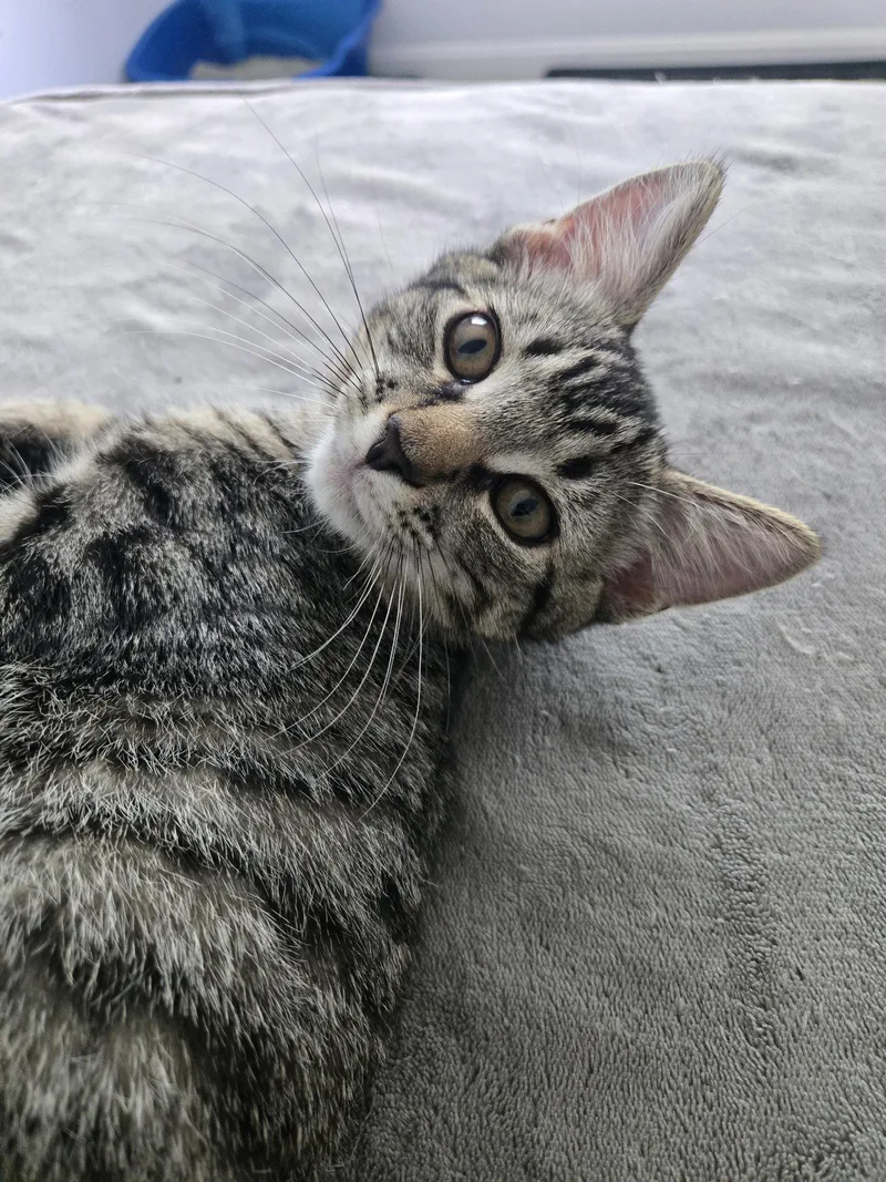 Ziggy