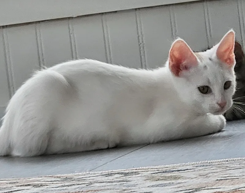 A baby medium-sized female White Domestic Short Hair cat named Ellie for adoption in Dublin, OH