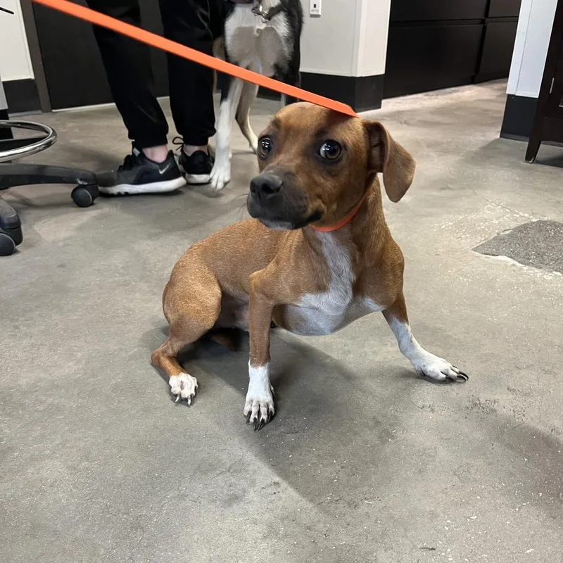 An adult small-sized male Yellow / Tan / Blond / Fawn Chihuahua dog named Marcus for adoption in Tampa, FL