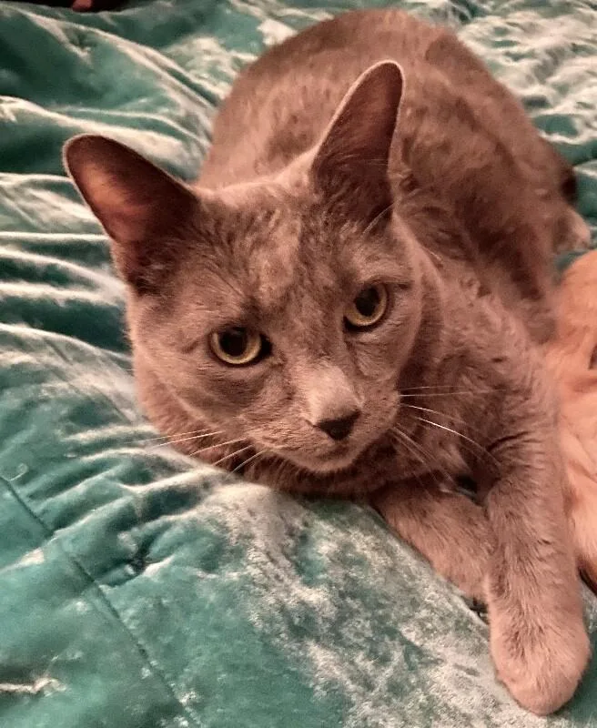 Misty Bonded With Ollie