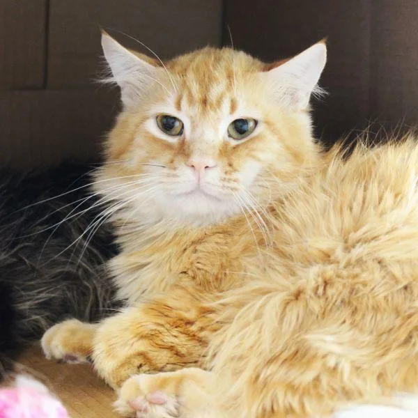 Princeton  Bonded Buddy thumbnail 2