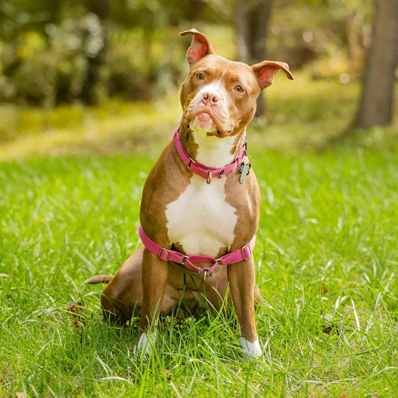 Sweet Honeybun thumbnail 2