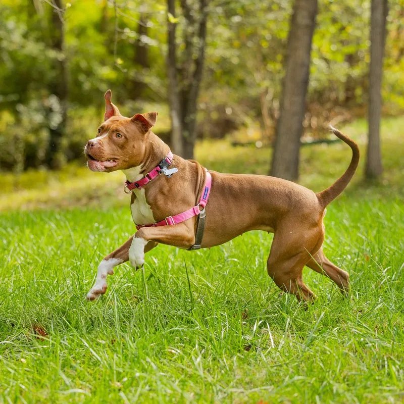 Sweet Honeybun thumbnail 3