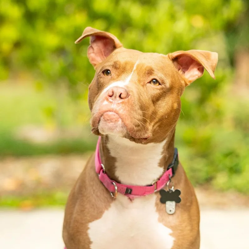 Sweet Honeybun thumbnail 4