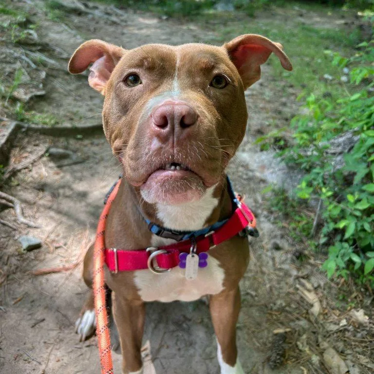 Sweet Honeybun thumbnail 6