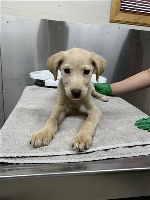 A baby medium-sized female Husky dog named Blue Ivy for adoption in Fairbanks, AK