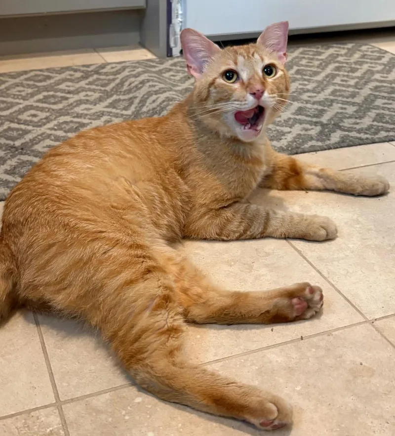 Ginger Boy thumbnail 3