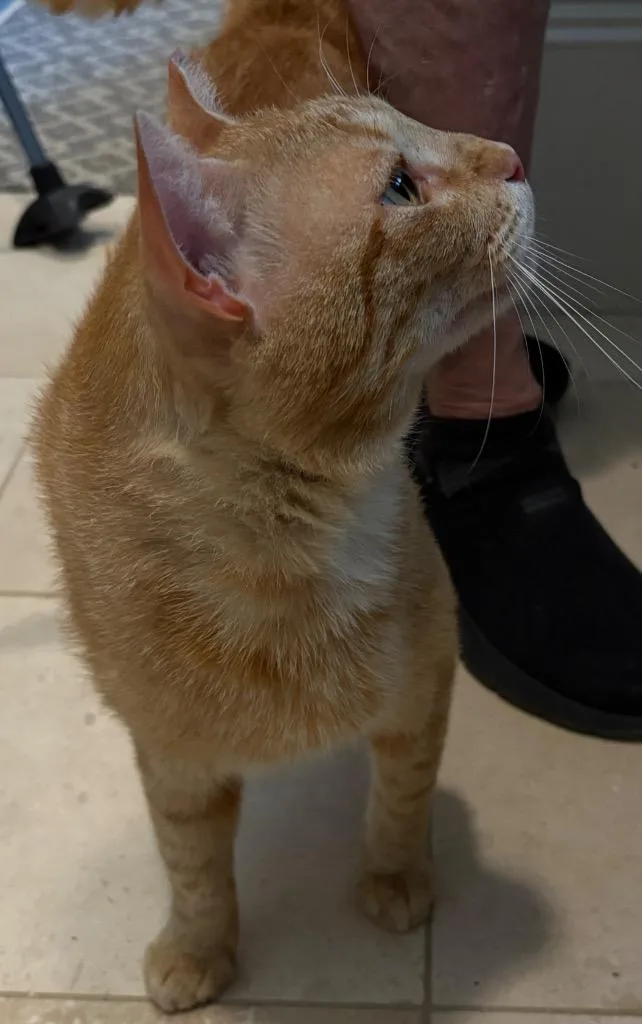 Ginger Boy thumbnail 4