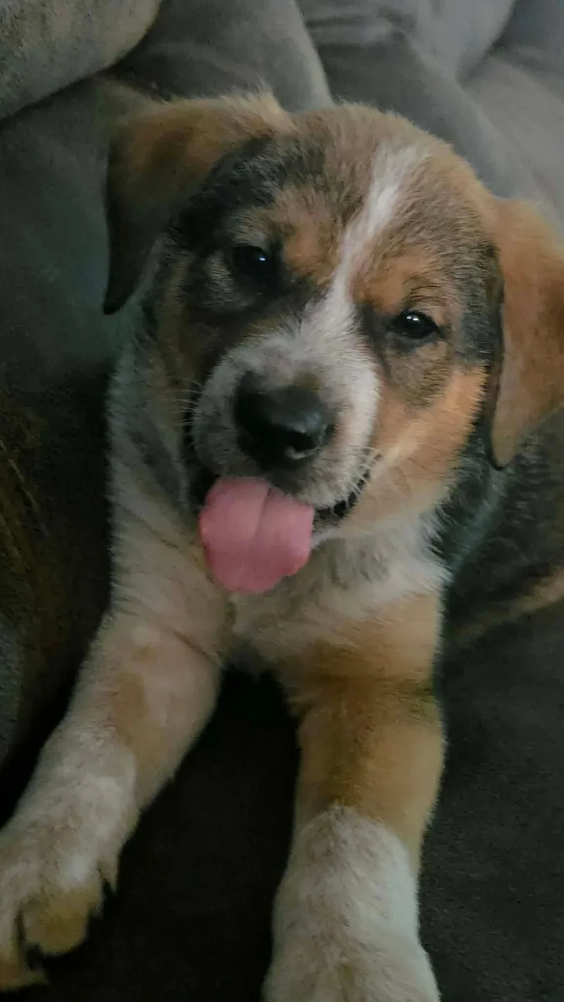 A baby medium-sized male Tricolor (Brown, Black, & White) Beagle dog named Loki for adoption in Ladonia, TX