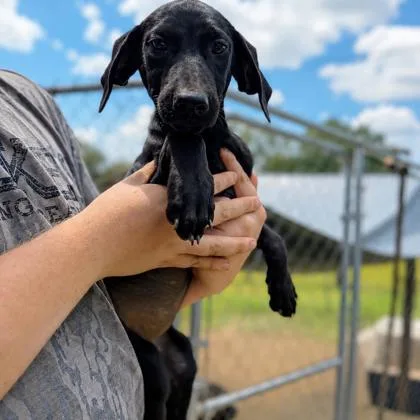 A baby medium-sized female Flat-Coated Retriever dog named Ellie for adoption in Morton Grove, IL