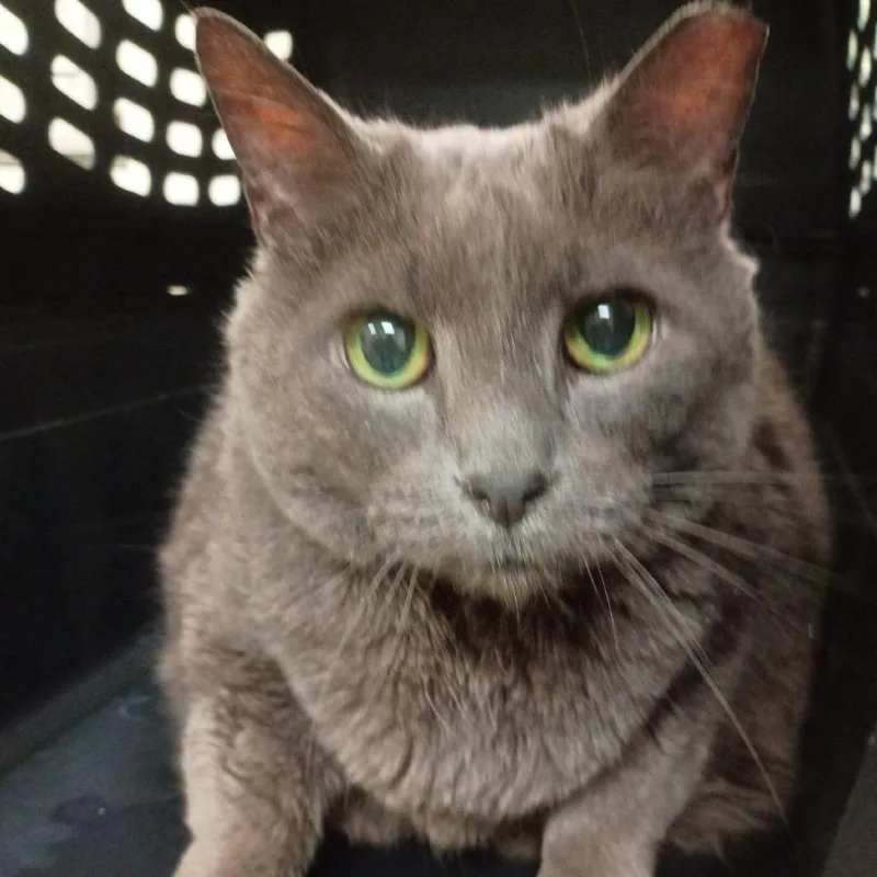 A senior large-sized male Gray / Blue / Silver Domestic Short Hair cat named Kirby for adoption in Lynchburg, VA