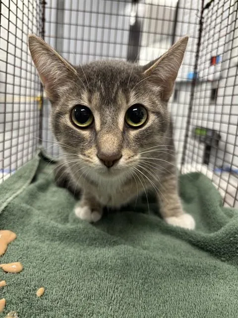 A young small-sized female Domestic Short Hair cat named Little Miss for adoption in Kalamazoo, MI