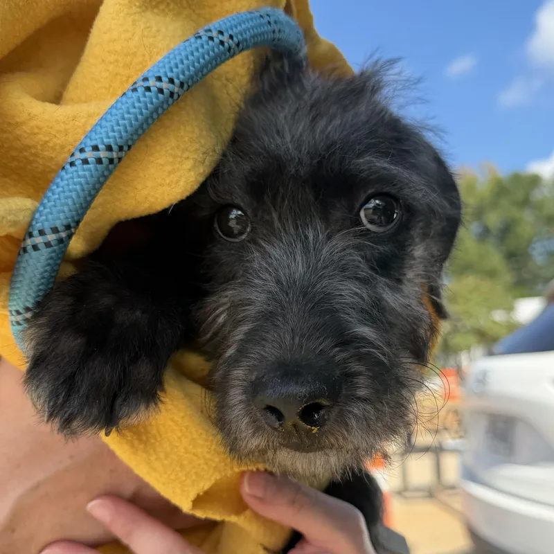 A baby medium-sized male Black Labrador Retriever dog named Ash for adoption in Columbia, SC