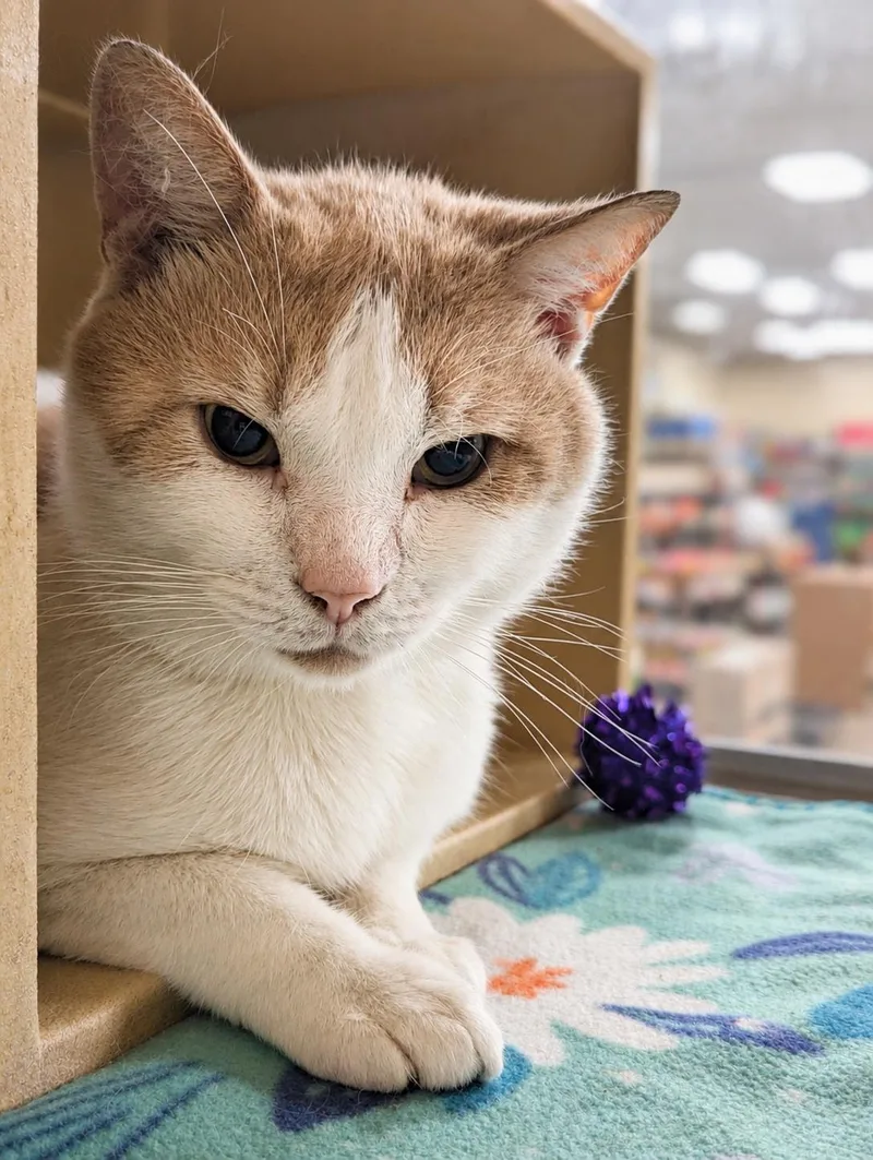 A young large-sized male Orange & White Domestic Short Hair cat named Cheeks for adoption in Medford, NJ