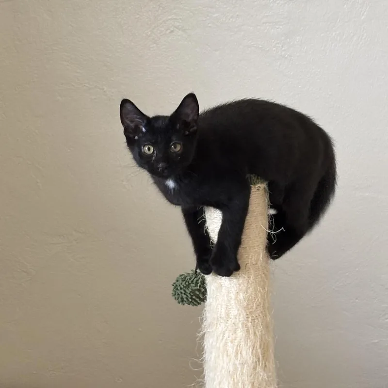 A baby small-sized male Black Domestic Short Hair cat named A Mr.Bean for adoption in Centralia, WA